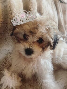 ♡meet your posher, dollface